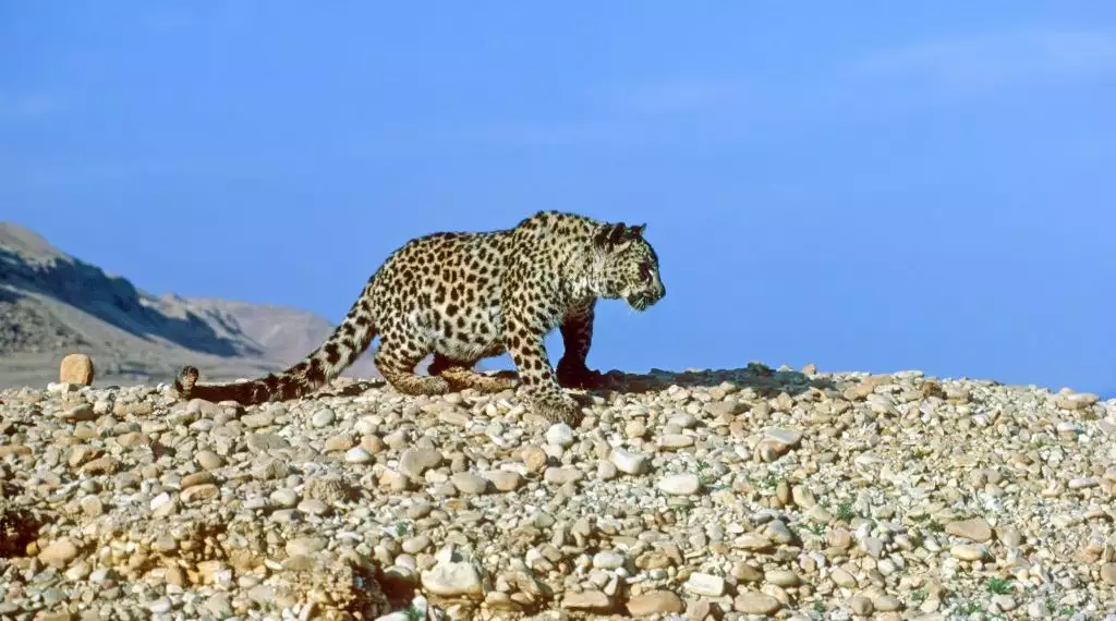 בעלי חיים שנכחדו מישראל