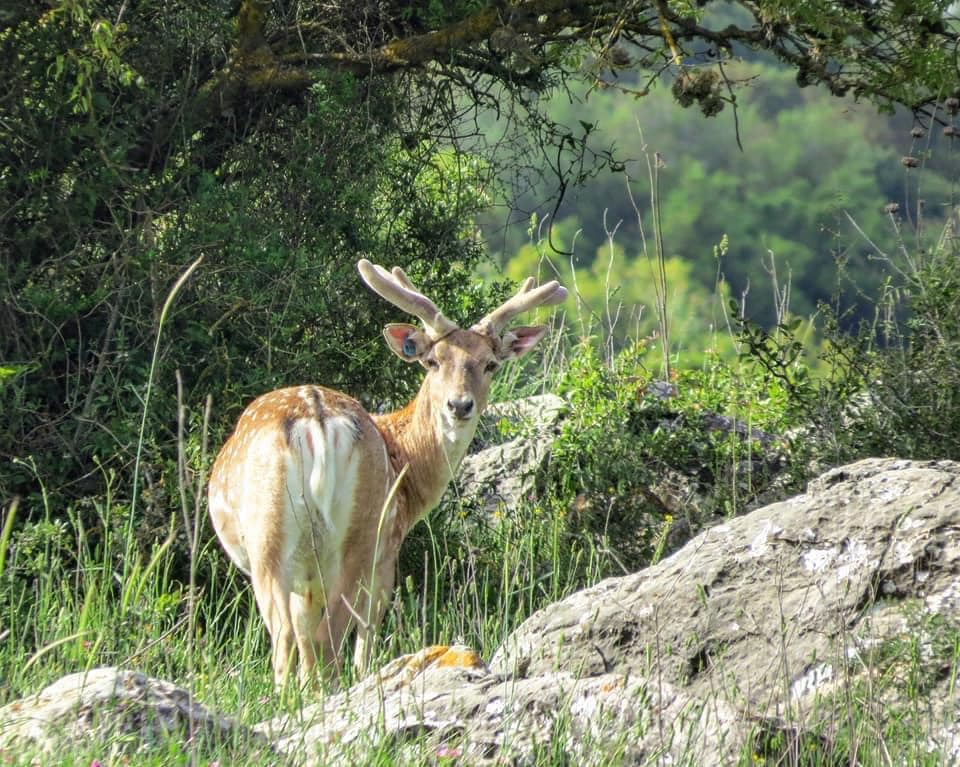 שמורות טבע לבקר בשבועות!